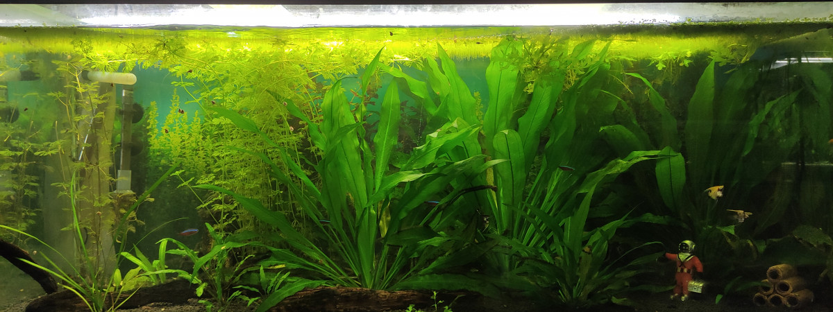 aquarium Communautaire 240L