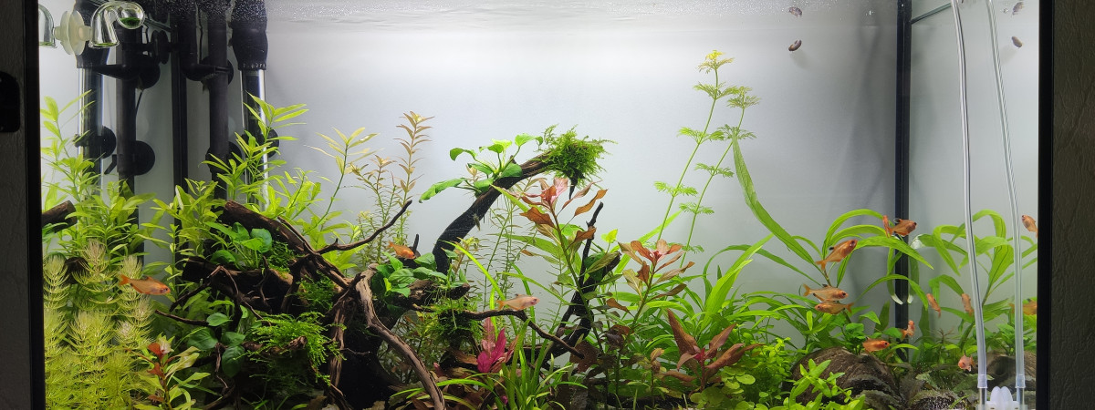 aquarium 120L Net