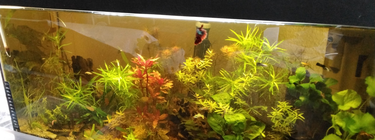 aquarium 100l