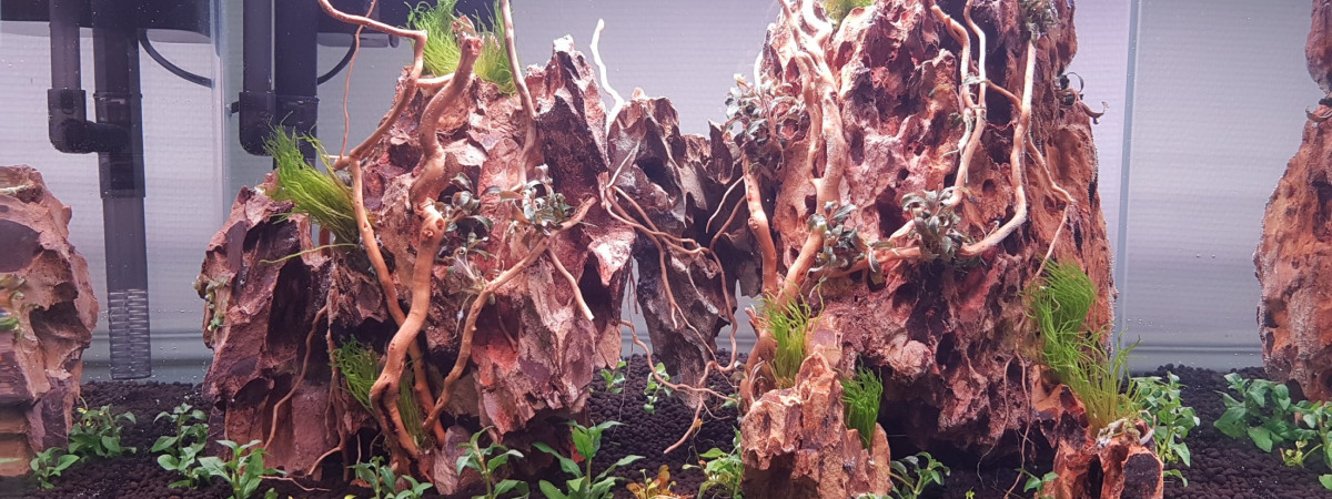 aquarium Aqua jungle