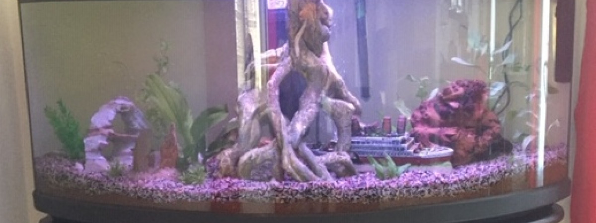 aquarium auarium de lou