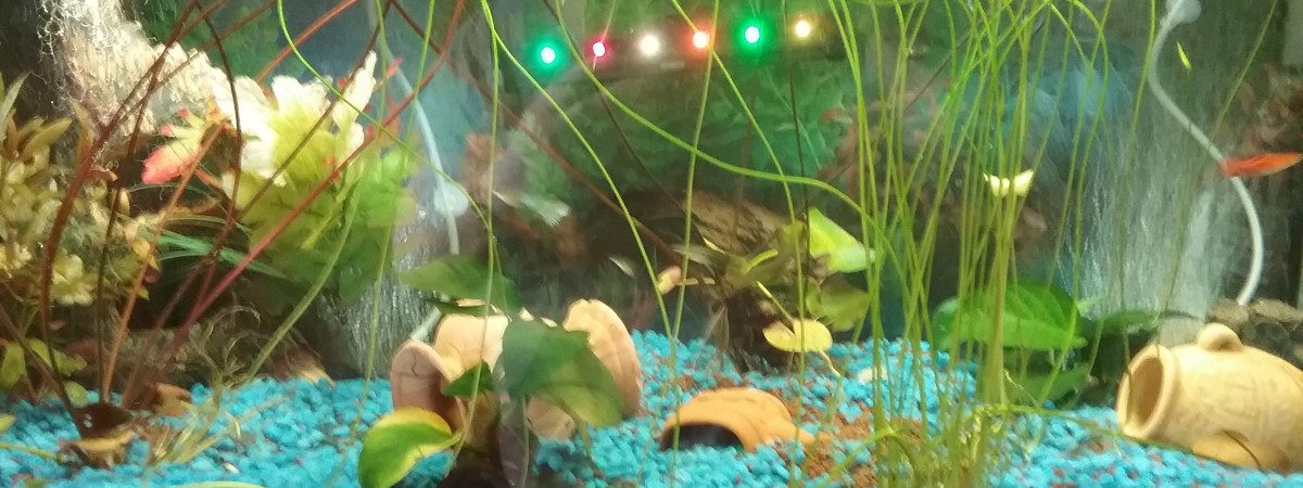 aquarium PATTOU8