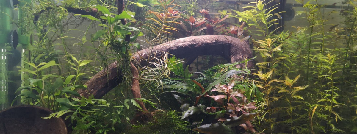 aquarium Ma Fée