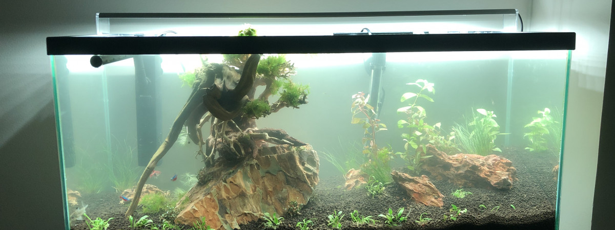 aquarium Aquascaping  74L