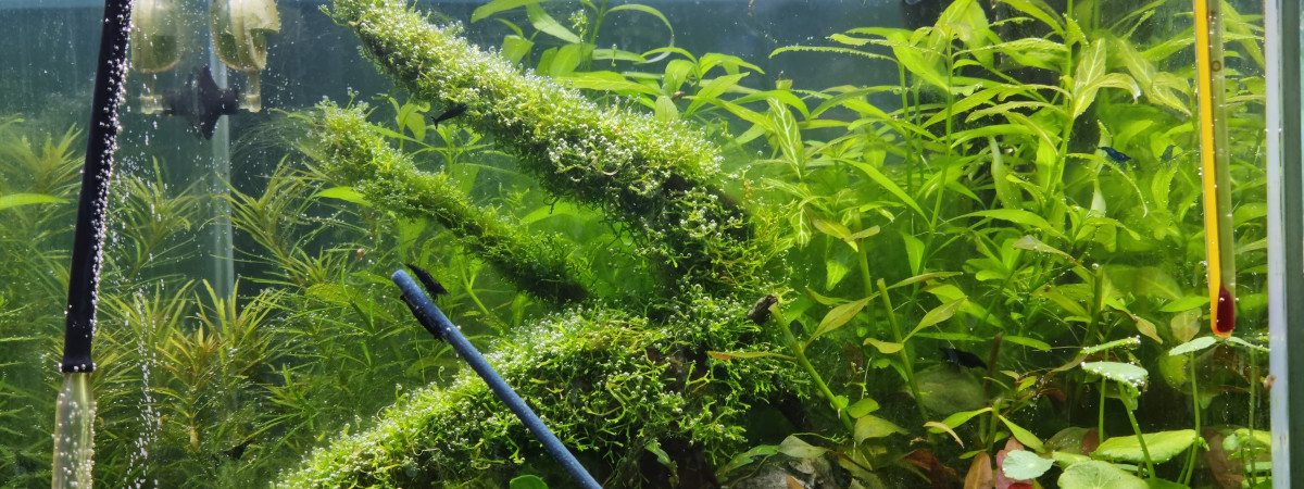 aquarium 30l
