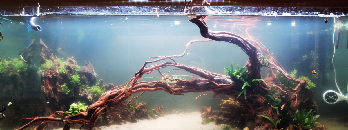 aquarium 300 L