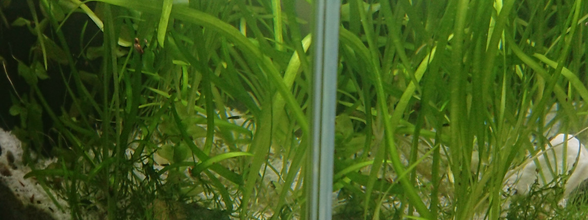 aquarium Aqualand alevins xiphos