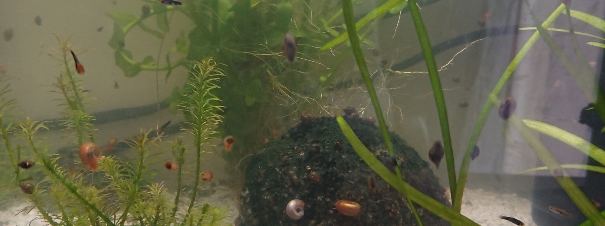 aquarium Aqualand alevins xiphos 2