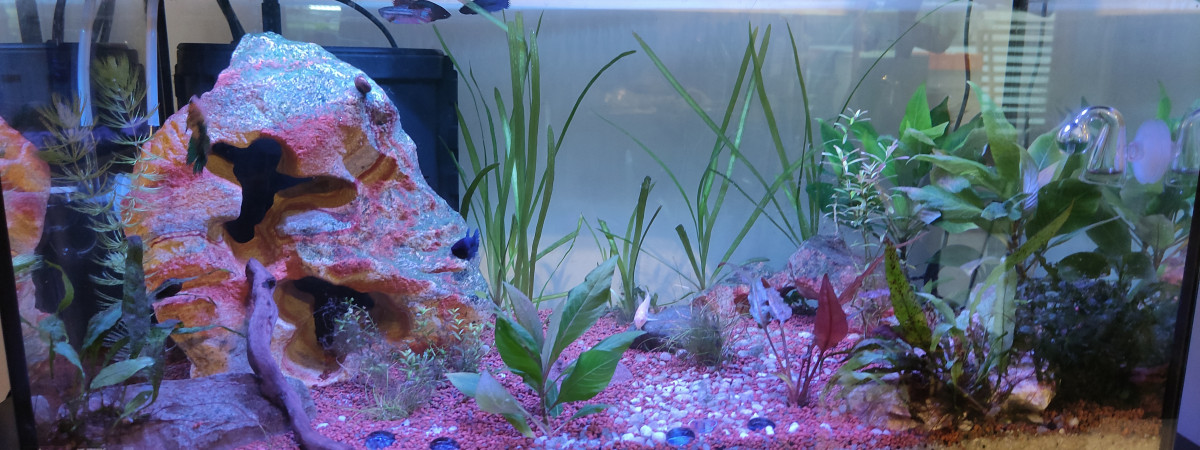 aquarium 60 litres