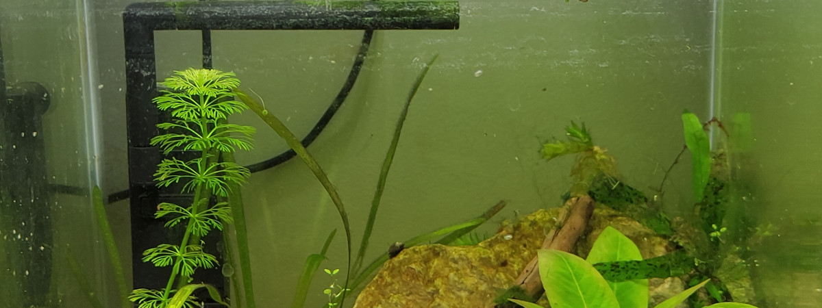 aquarium 20 litres spécial crevettes blue jelly