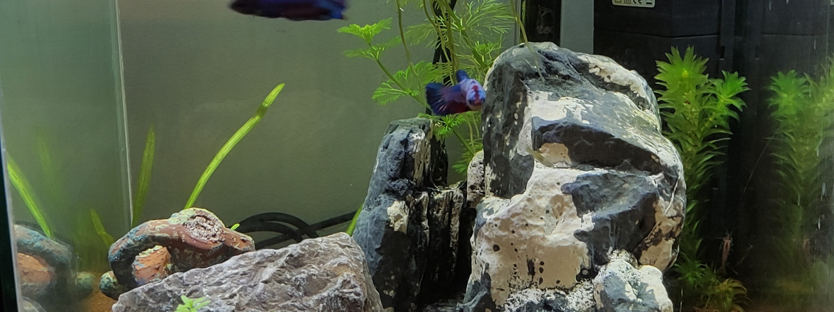 aquarium 30 litres betta