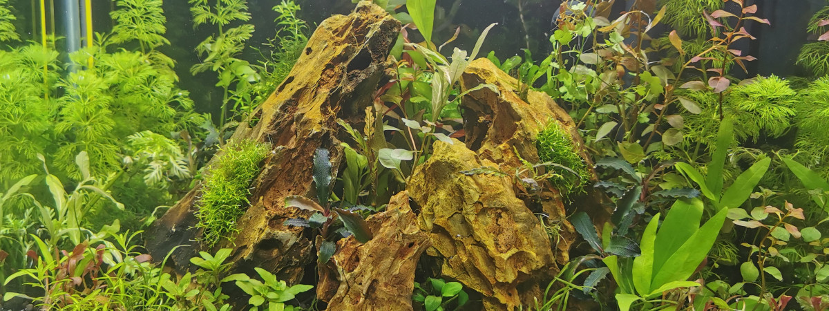aquarium 20l pour un bain avec soil et plantes sans co2