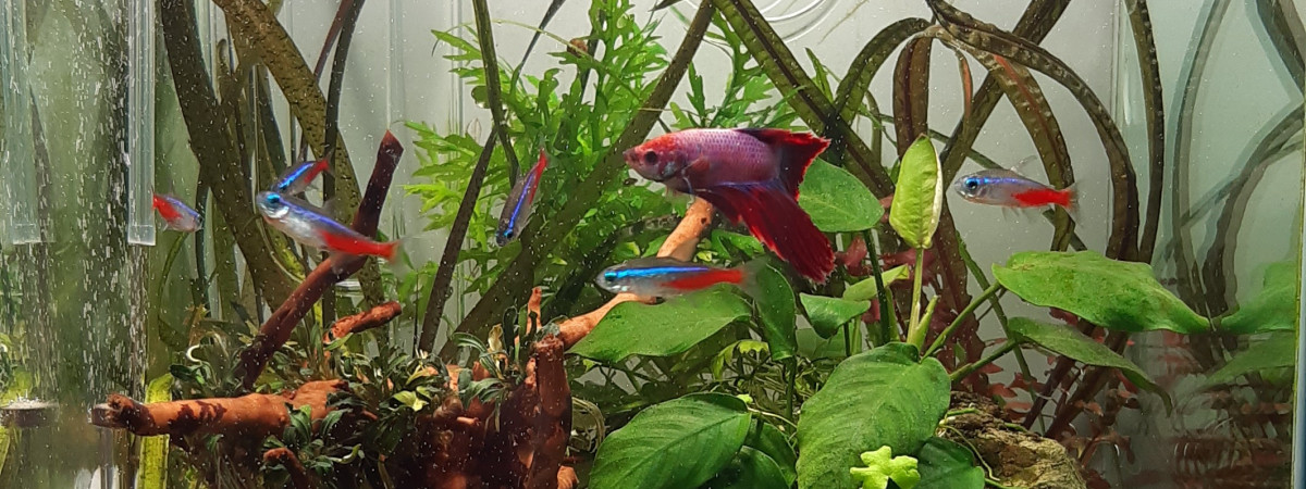 aquarium Nano