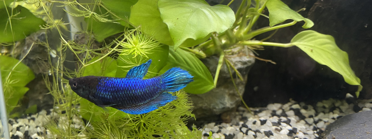 aquarium La forêt engloutie