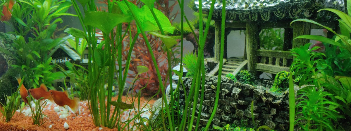 aquarium 60 litres blanc