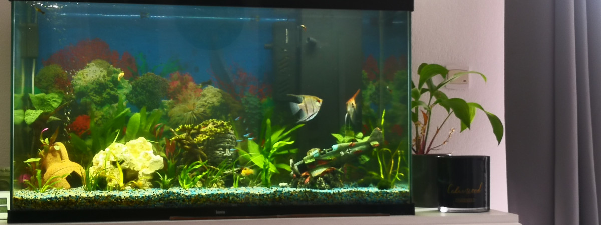 aquarium Denis