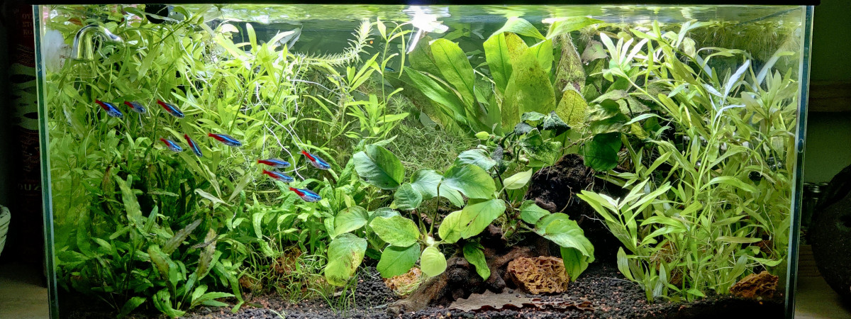 aquarium Aquarium 60L