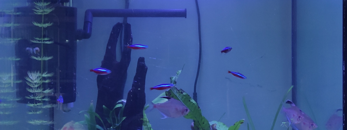 aquarium Aquadisio 130 litres