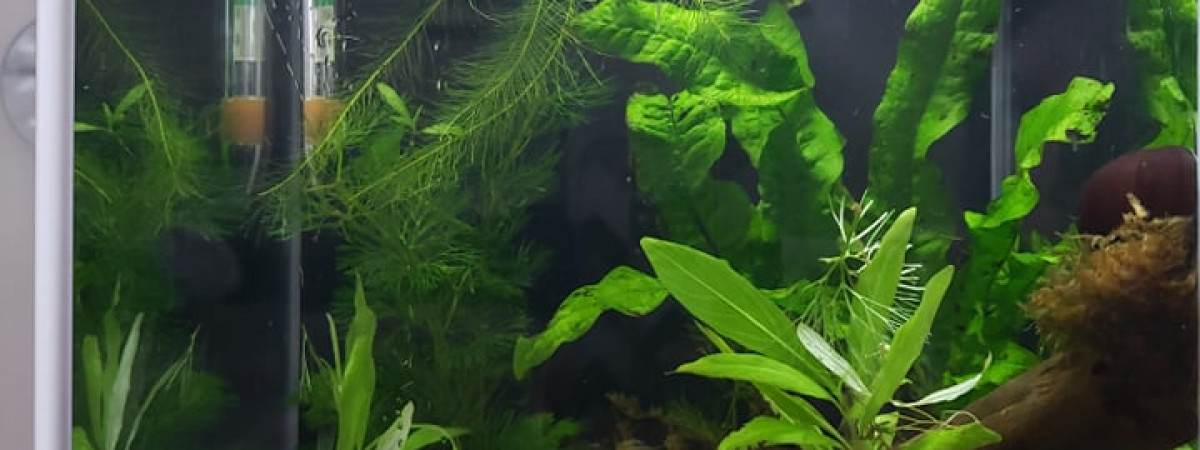 aquarium 2.6 gallons