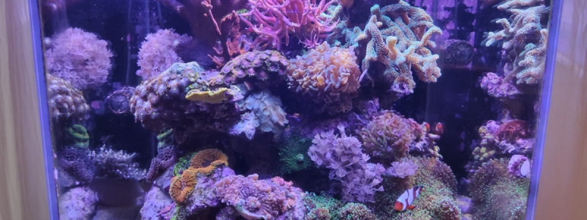 aquarium Récifal