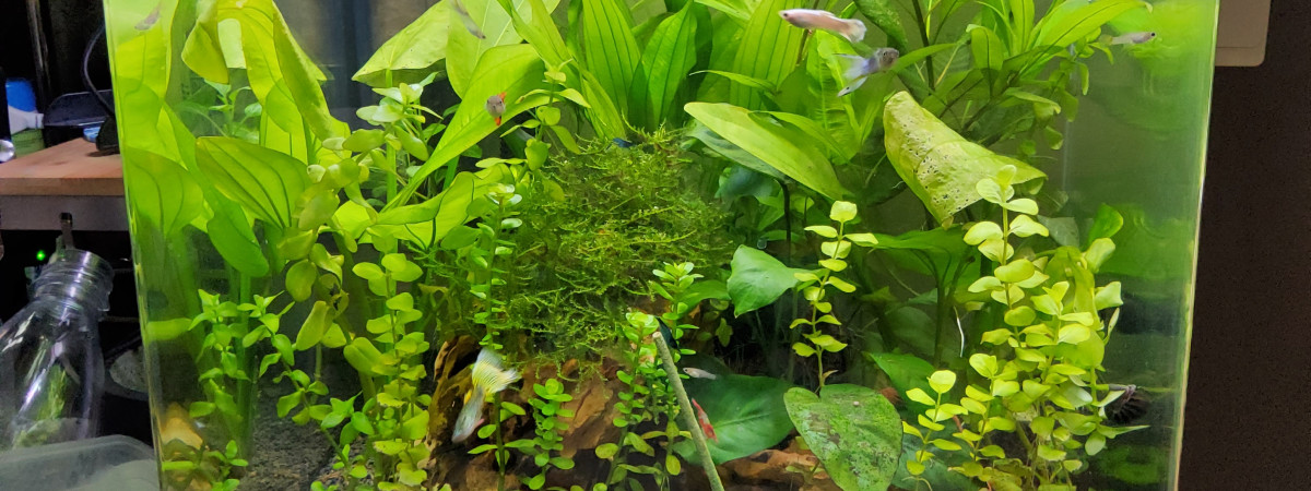 aquarium 60l