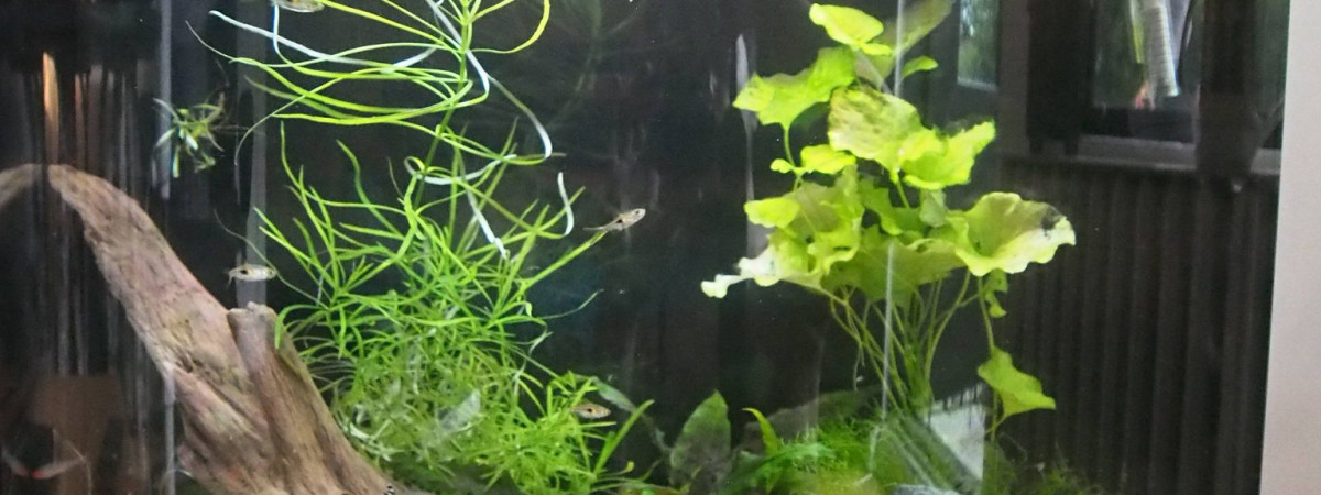 aquarium aquarium 1