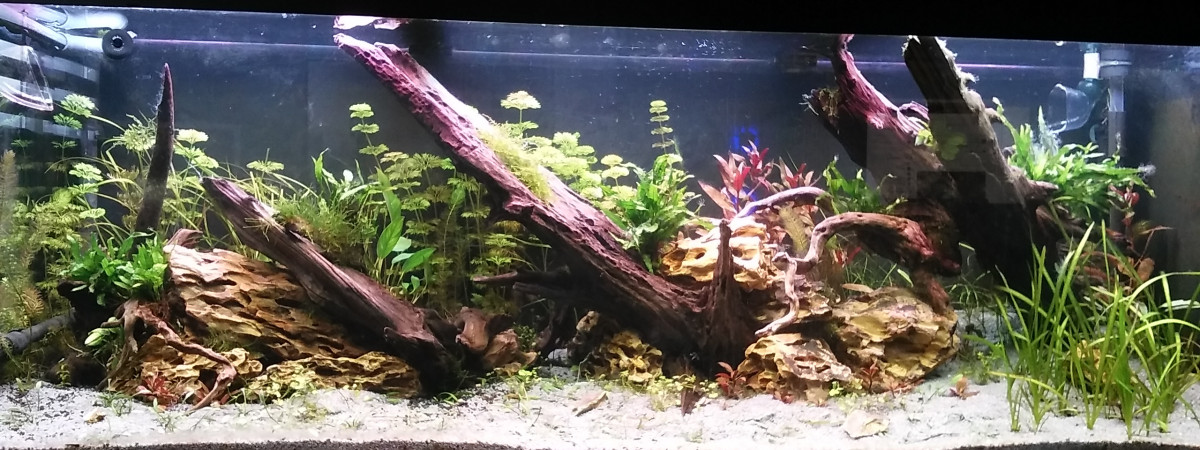 aquarium juwel rio 400 mixte scap-planté
