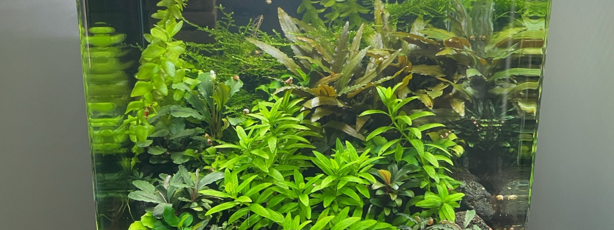 aquarium 30L