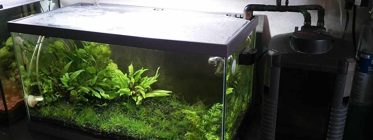 aquarium 55L la plaine