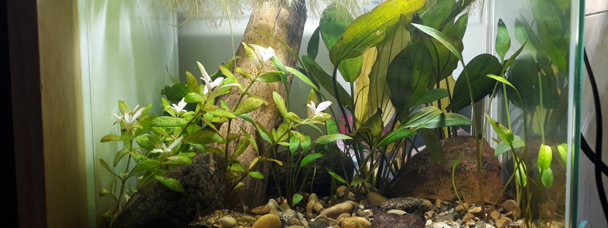 aquarium 20L Lowtech