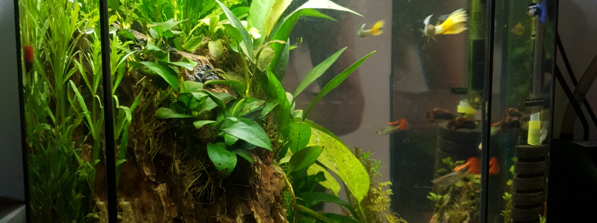 aquarium 1er Aquarium 30L