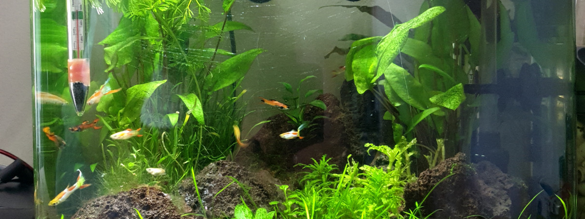 aquarium 2ème aquarium 30L
