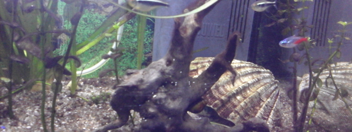 aquarium Goldi