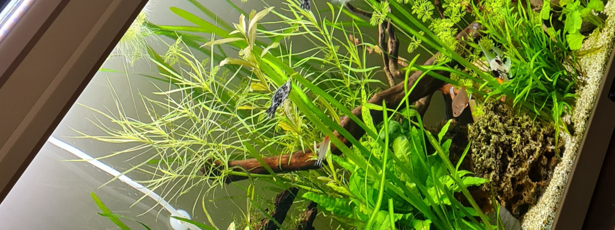 aquarium 300L