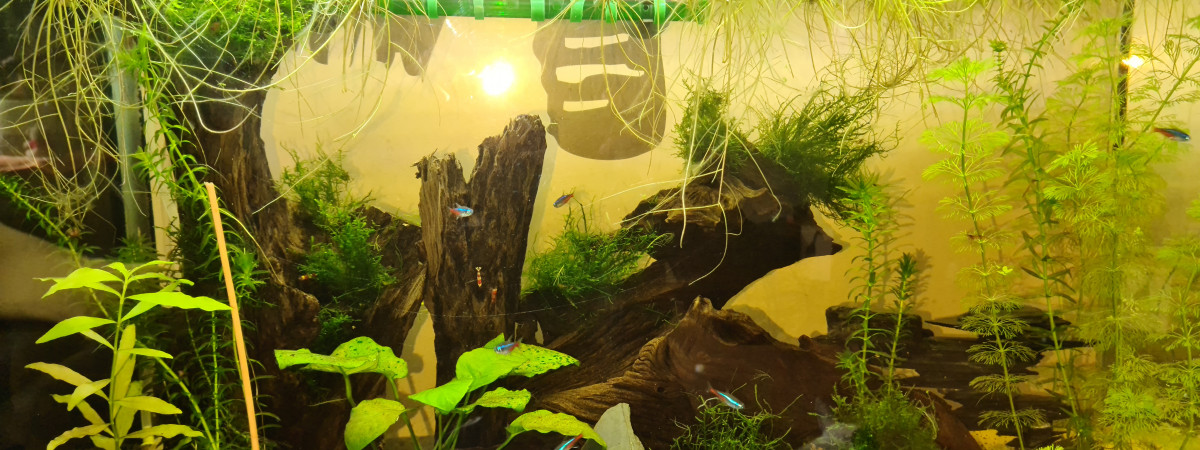 aquarium 120L