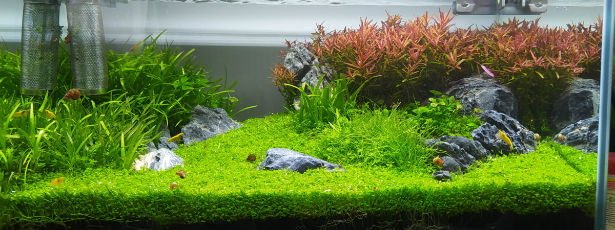 aquarium Neocaridina golden Line - 23 L