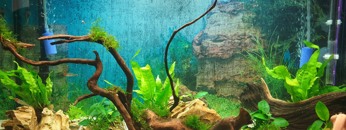 aquarium RIO 125