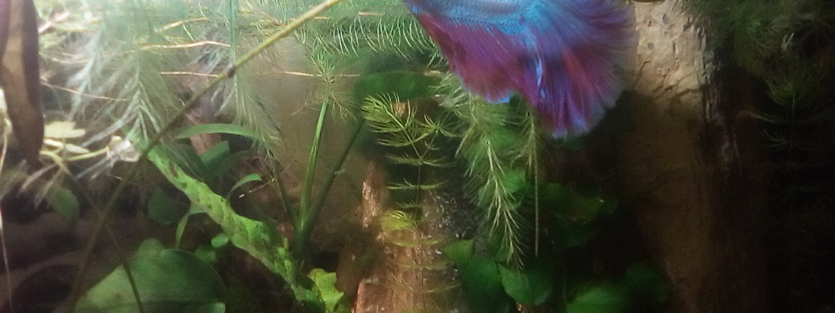 aquarium Gasper mon betta