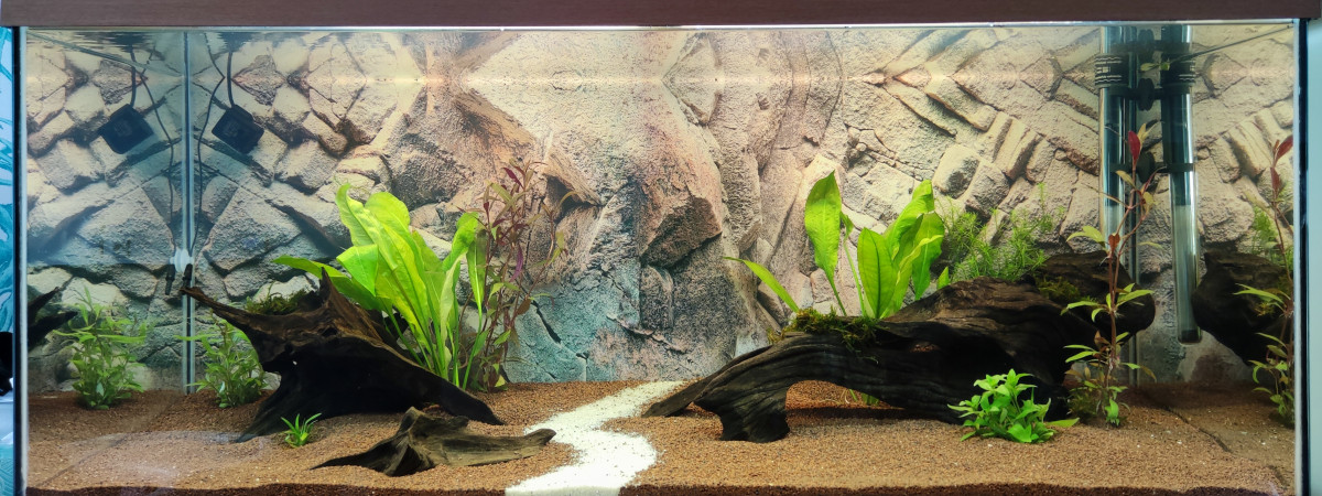 aquarium Biotope Amazonien Lowtech