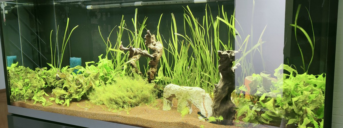 aquarium LEFEVRE