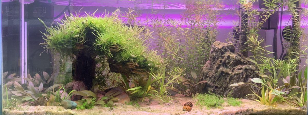 aquarium Premier aquarium 60L