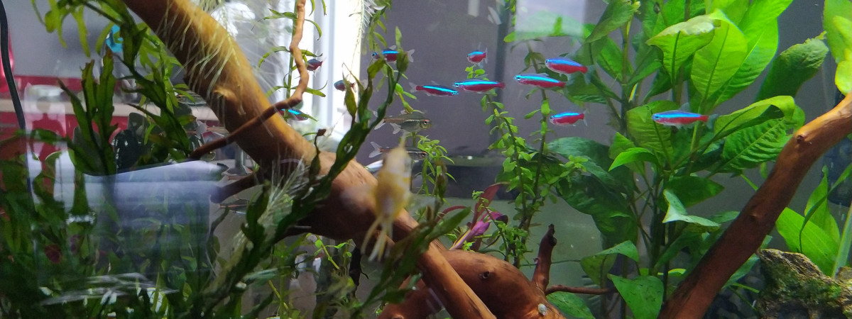 aquarium Amazonien