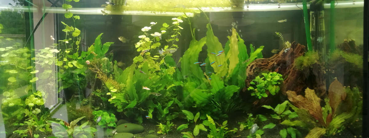 aquarium Juwel