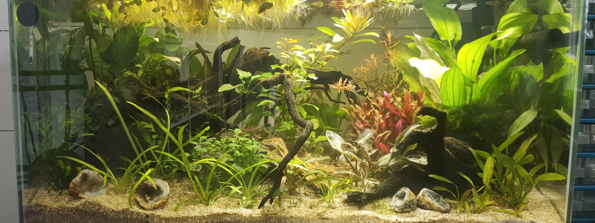 aquarium 60Litres