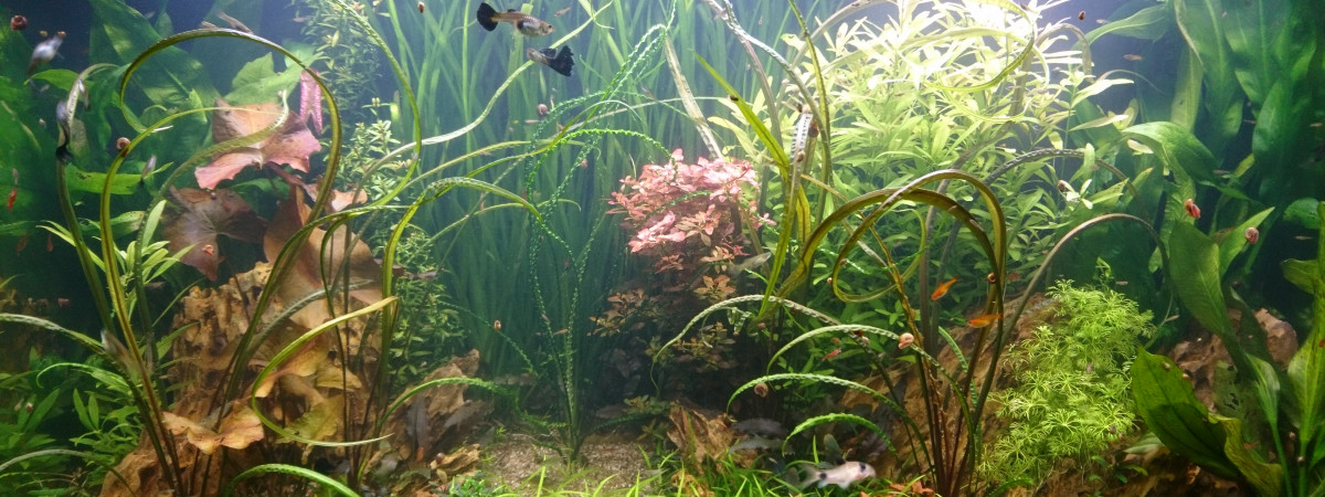 aquarium R lyeh