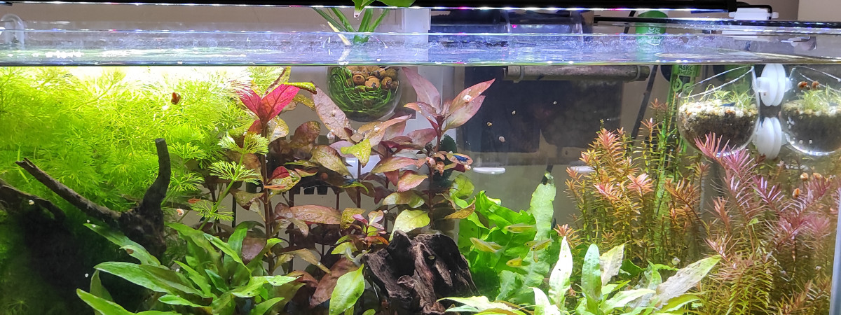 aquarium 54 litres