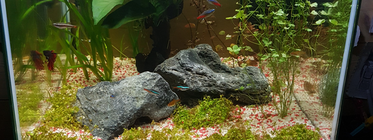 aquarium 60l