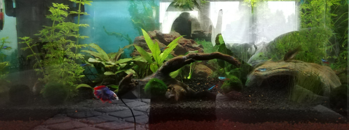 aquarium Combattant