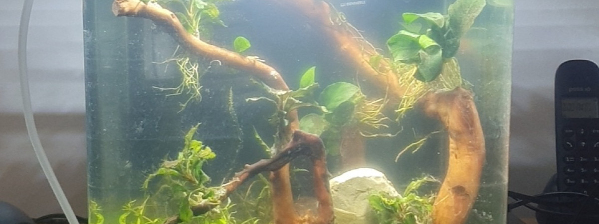 aquarium Nano 20l pour betta