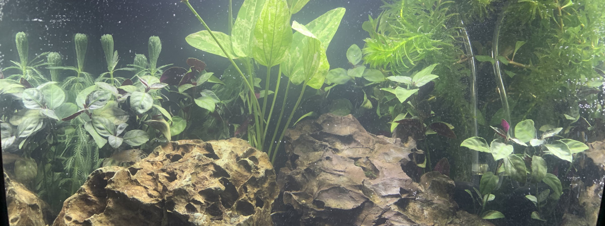 aquarium Nano aquarium